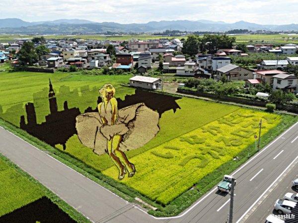 Japon tarlalarında pirinç çeltik sanatı