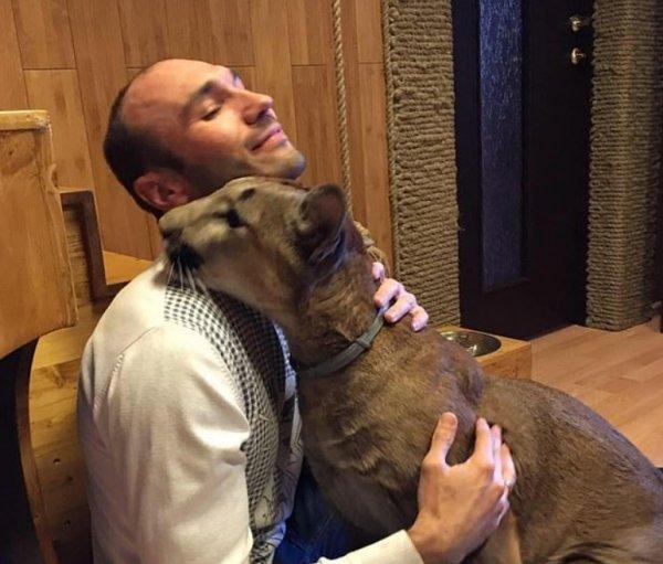 Rus çift evde puma besliyor