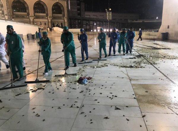 Mekke'ye böcek istilası