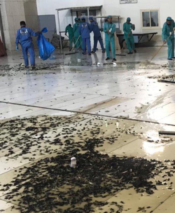 Mekke'ye böcek istilası