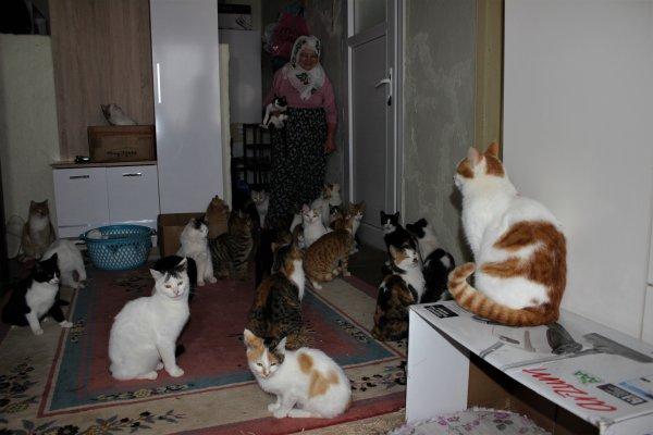 58 kediye bakan Nuriye Teyze: Hayvanlarımdan kopamıyorum