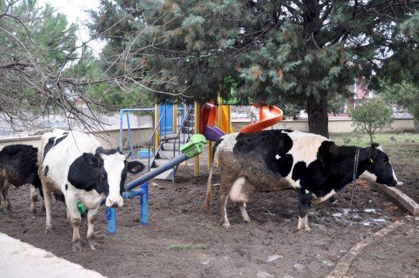 Canbalı Deresi taştı, su baskınları meydana geldi