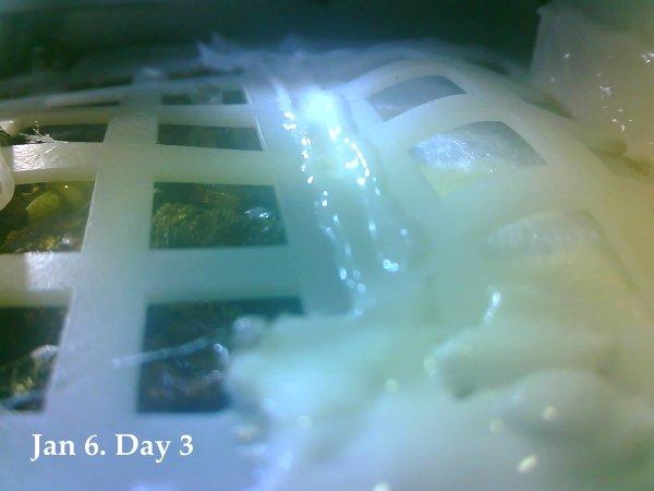 Ay'daki pamuk tohumları büyüdü