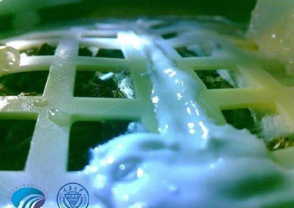 Ay'daki pamuk tohumları büyüdü