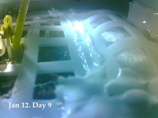 Ay'daki pamuk tohumları büyüdü