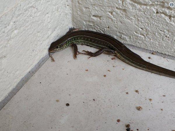 Avustralya'da sel, timsah ve yılanları evlere sürükledi