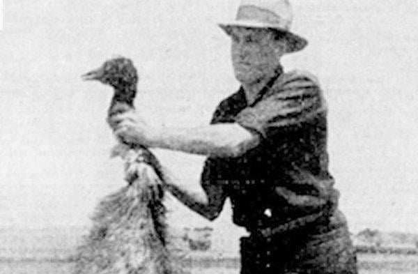 Deve kuşları Avustralya ordusunu yendi: Emu Savaşı