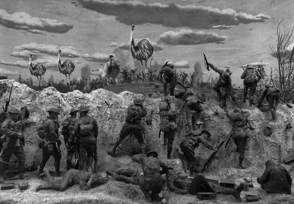 Deve kuşları Avustralya ordusunu yendi: Emu Savaşı