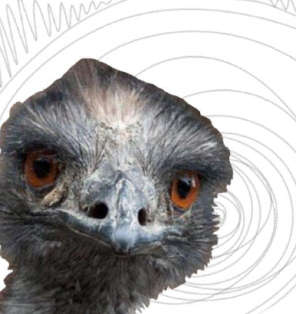 Deve kuşları Avustralya ordusunu yendi: Emu Savaşı