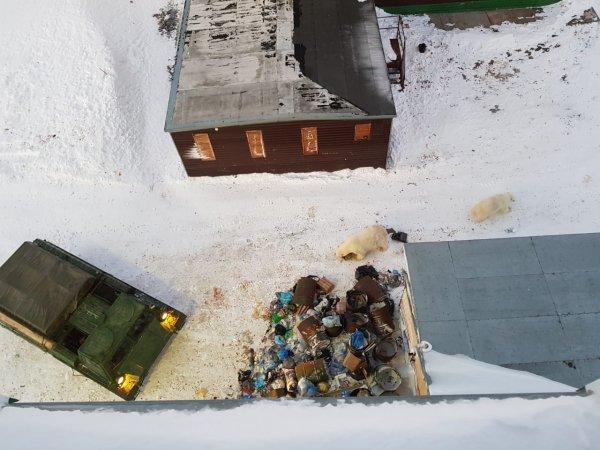 Rusya’da kutup ayıları kente indi