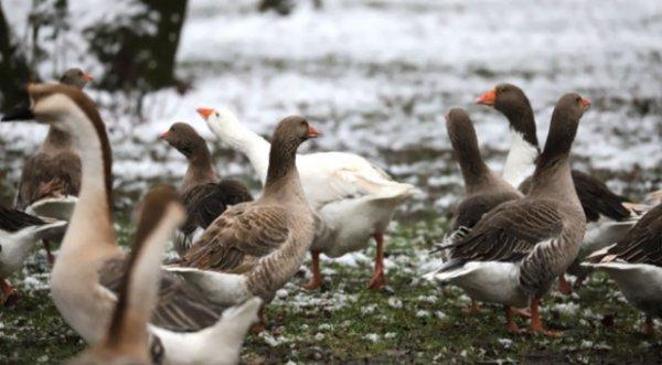 Ormanya'ya yarıyıl tatilinde 450 bin ziyaretçi