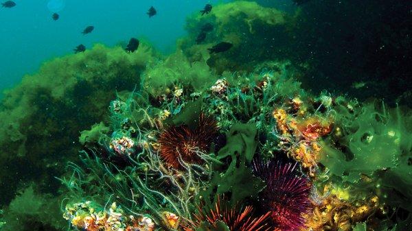 İstanbul'un su altı zenginliği dünyaya tanıtılacak