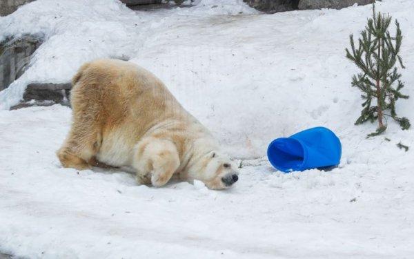 Rusya’da kutup ayıları kente indi