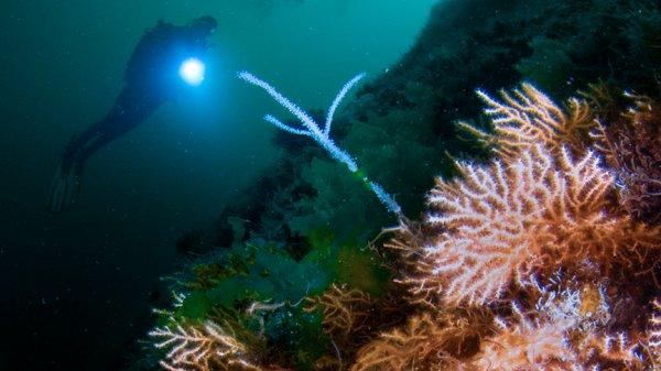 İstanbul'un su altı zenginliği dünyaya tanıtılacak