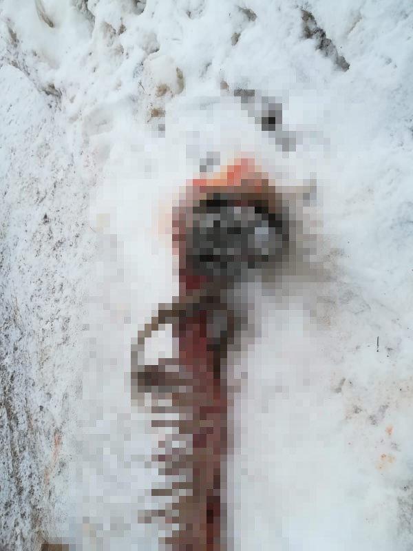 Kurtlar saldırdıkları Kangal'ı paramparça etti