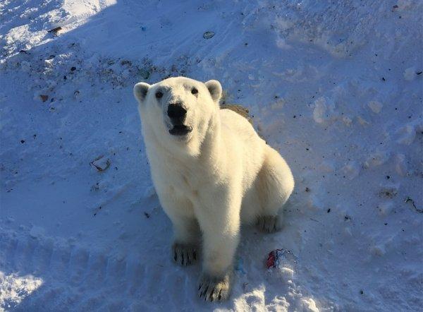 Rusya’da kutup ayıları kente indi