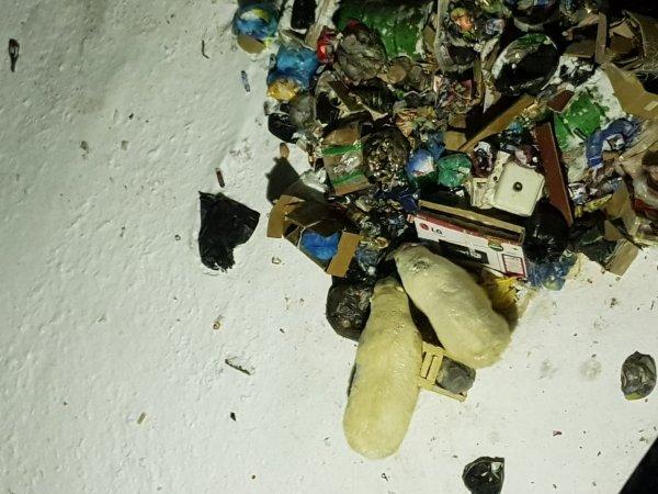 Rusya’da kutup ayıları kente indi