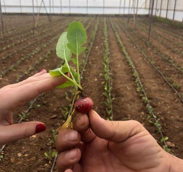Alkoçlar kardeşler sera işine girdi