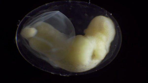 Semenderin yumurta içerisindeki gelişimi