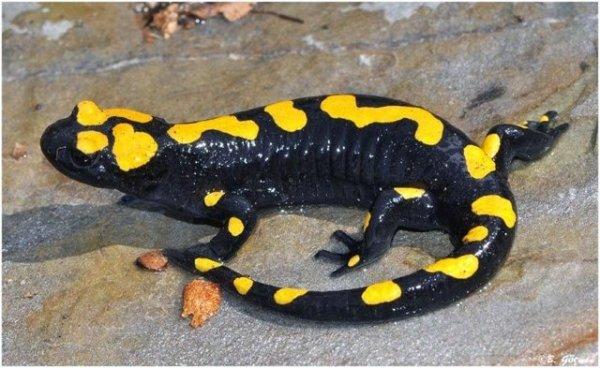 Semenderin yumurta içerisindeki gelişimi