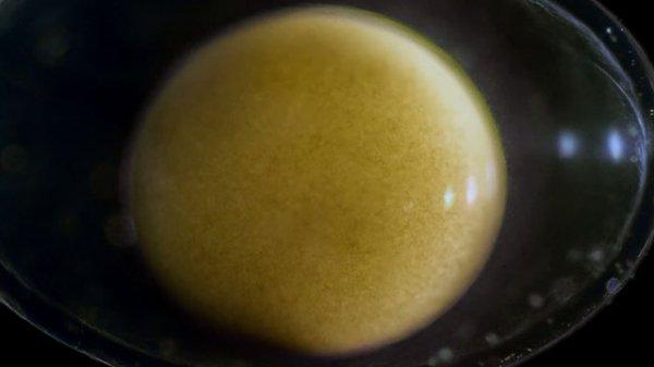 Semenderin yumurta içerisindeki gelişimi