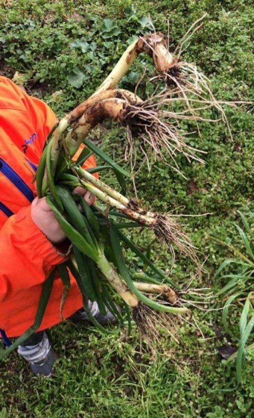Alkoçlar kardeşler sera işine girdi