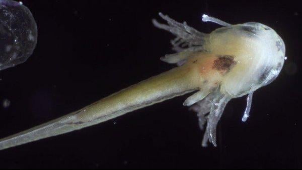 Semenderin yumurta içerisindeki gelişimi