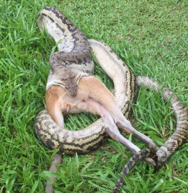 Avustralya'da dev yılan kanguruyu yuttu