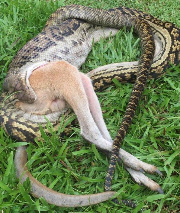 Avustralya'da dev yılan kanguruyu yuttu