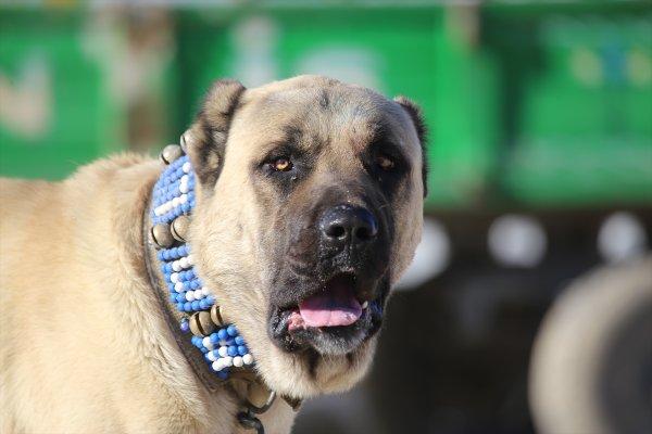 Kurtboğanlar'ın genetiği incelenecek