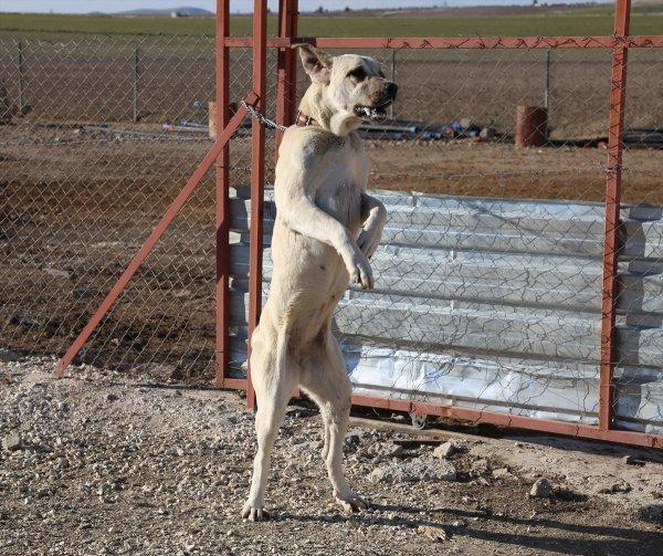 Kurtboğanlar'ın genetiği incelenecek