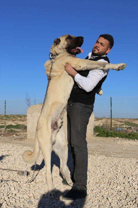 Kurtboğanlar'ın genetiği incelenecek