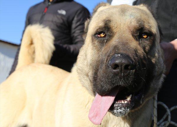 Kurtboğanlar'ın genetiği incelenecek