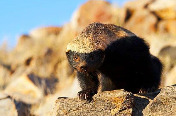 Bal porsuğu yavrusunu leoparın ağzından aldı