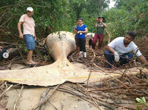 Ormanda ölü bulunan balina incelemeye alındı
