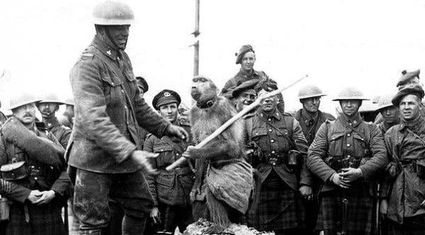 I. Dünya Savaşı hendeklerinde savaşan maymun