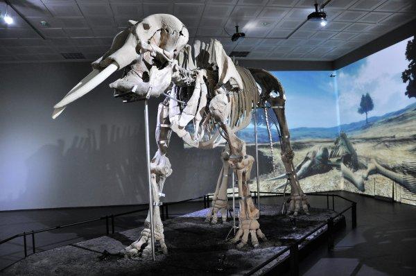 Maraş Aslanı Kahramanmaraş'ın önemli sembolü