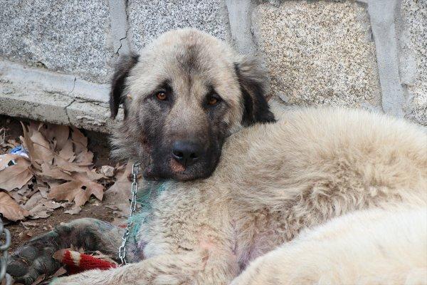 Köpeğini otomobilin arkasında sürükleyen şahıs yakalandı