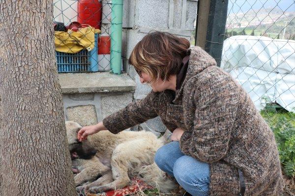 Köpeğini otomobilin arkasında sürükleyen şahıs yakalandı