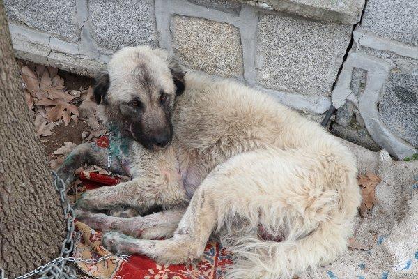 Köpeğini otomobilin arkasında sürükleyen şahıs yakalandı