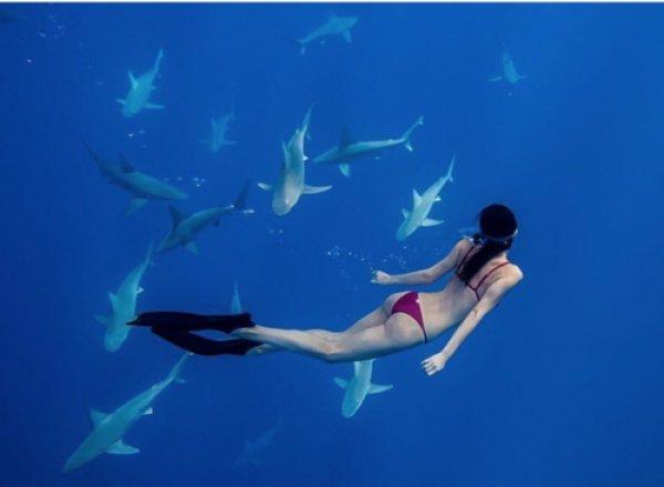 Köpek balıklarıyla serbest yüzeceğin denizler