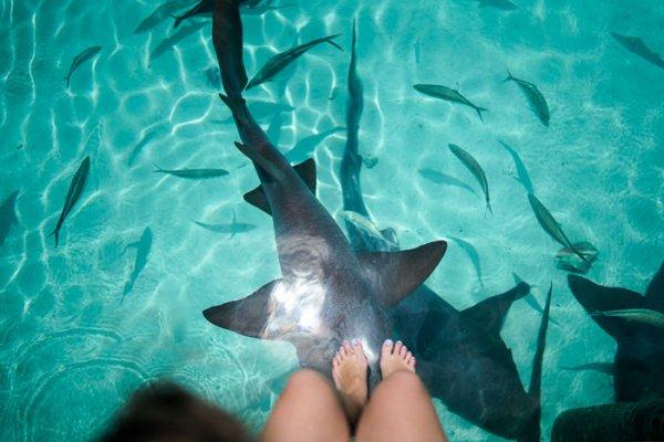 Köpek balıklarıyla serbest yüzeceğin denizler