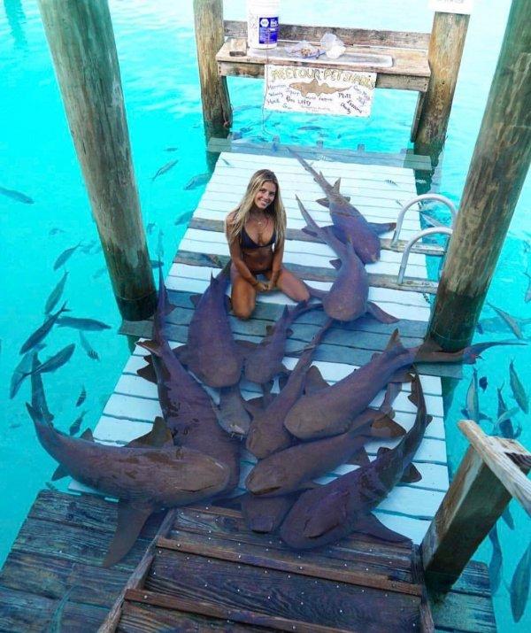 Köpek balıklarıyla serbest yüzeceğin denizler