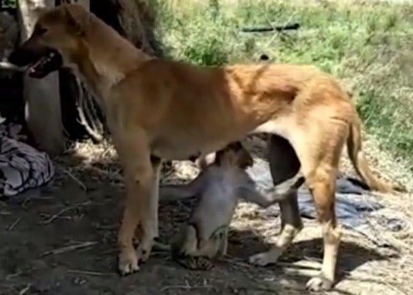 Maymuna annelik yapan köpek