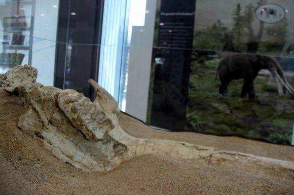 Kayseri'de dünyada tek örneği olan fosiller sergileniyor