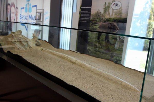 Kayseri'de dünyada tek örneği olan fosiller sergileniyor