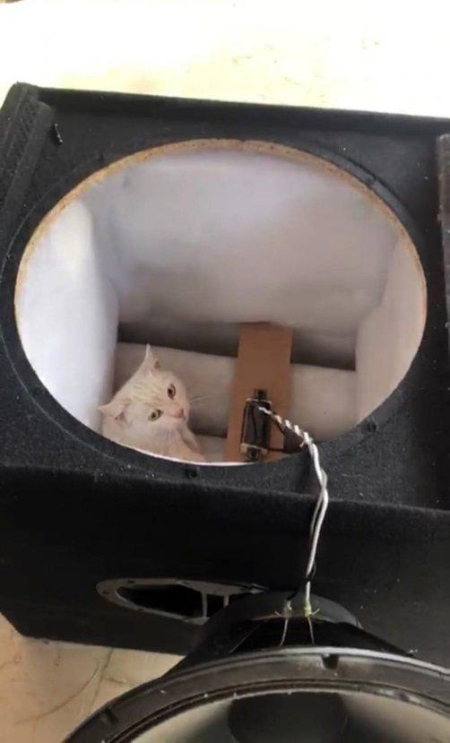 Hoparlöre sıkışan kediyi tiyatrocular kurtardı