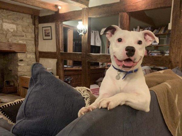 Sahibi tarafından terk edilen köpek yeni evine kavuştu