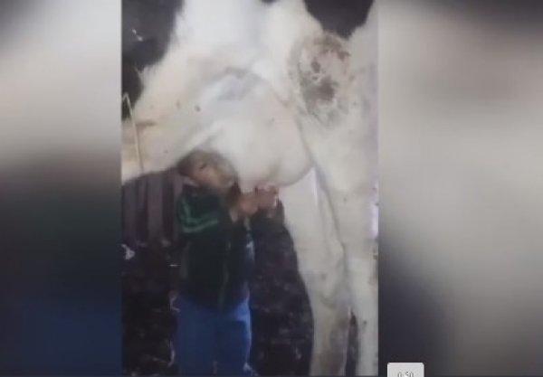 İneğin memesinden süt içen çocuk