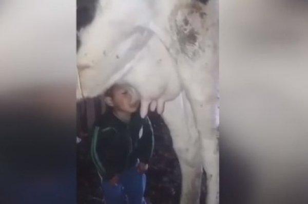 İneğin memesinden süt içen çocuk